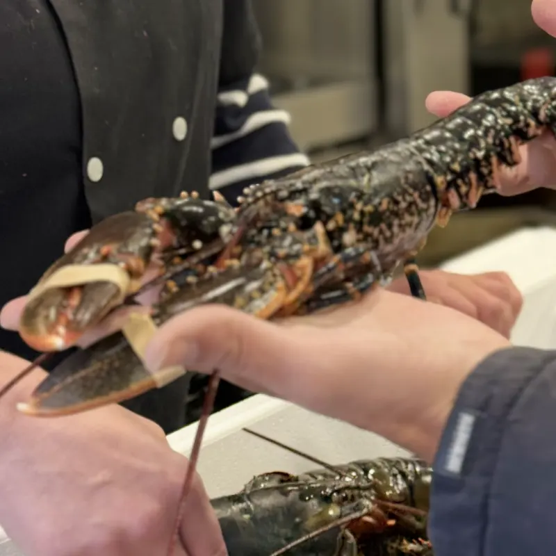 Homard présenté en salle avant la cuisson